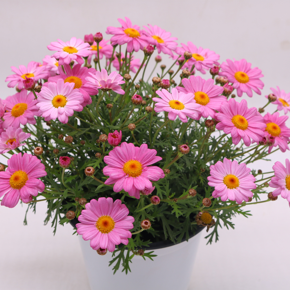 盆栽玛格丽特花苗糖果雏菊木茼阳台庭院花园爆盆花卉