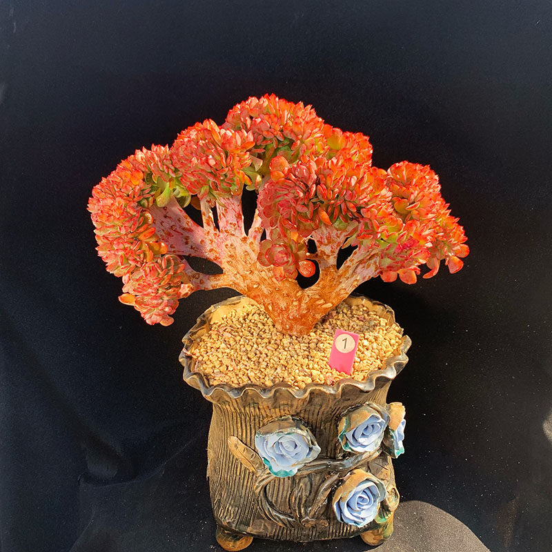 千亦多肉植物冰灿缀化罕见超大扇形老桩净化空气多肉植物