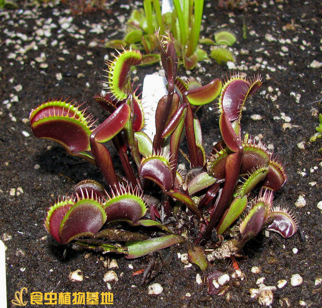 捕蝇红色巨夹栗色怪物食人绿植包邮盆栽大型绿植