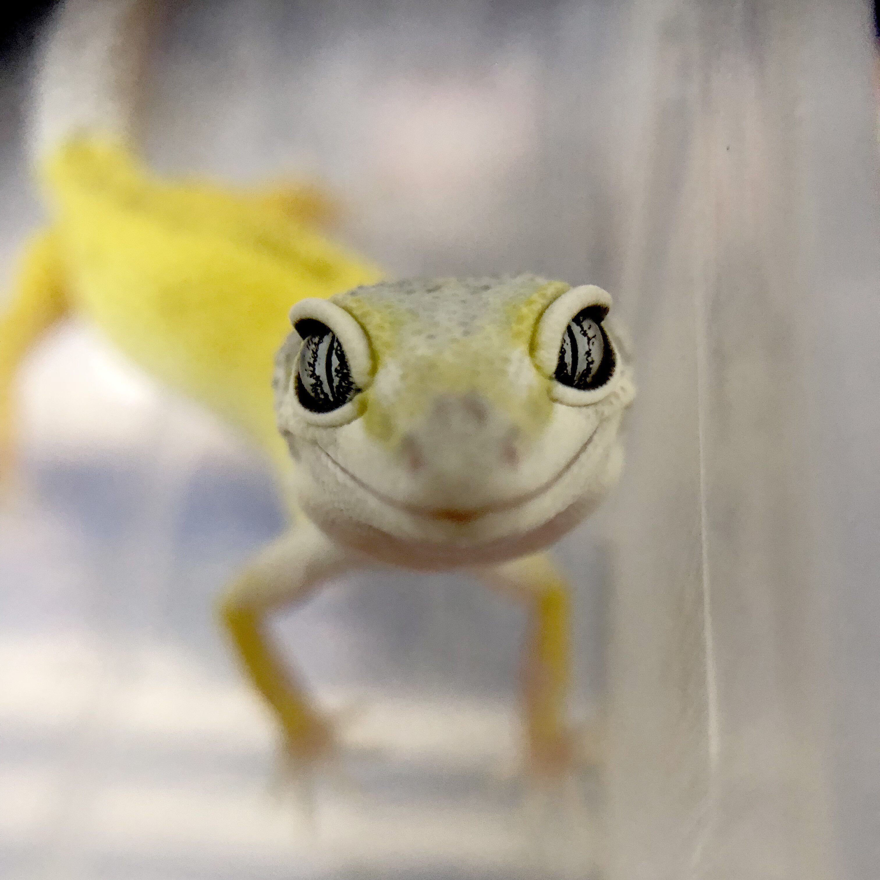 爬虫爬宠蜥蜴豹纹守宫活体幼体新手宠物温顺可爱柠檬霜蜜桔阳光