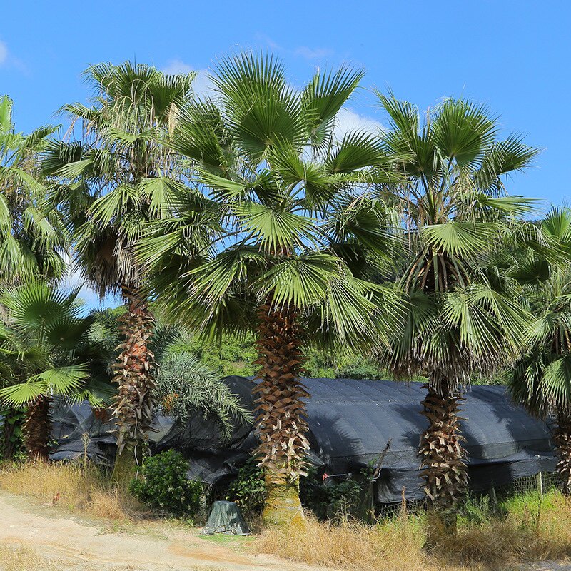 树苗老人庭院植物物华常绿乔木扇子树华华盛顿行道树
