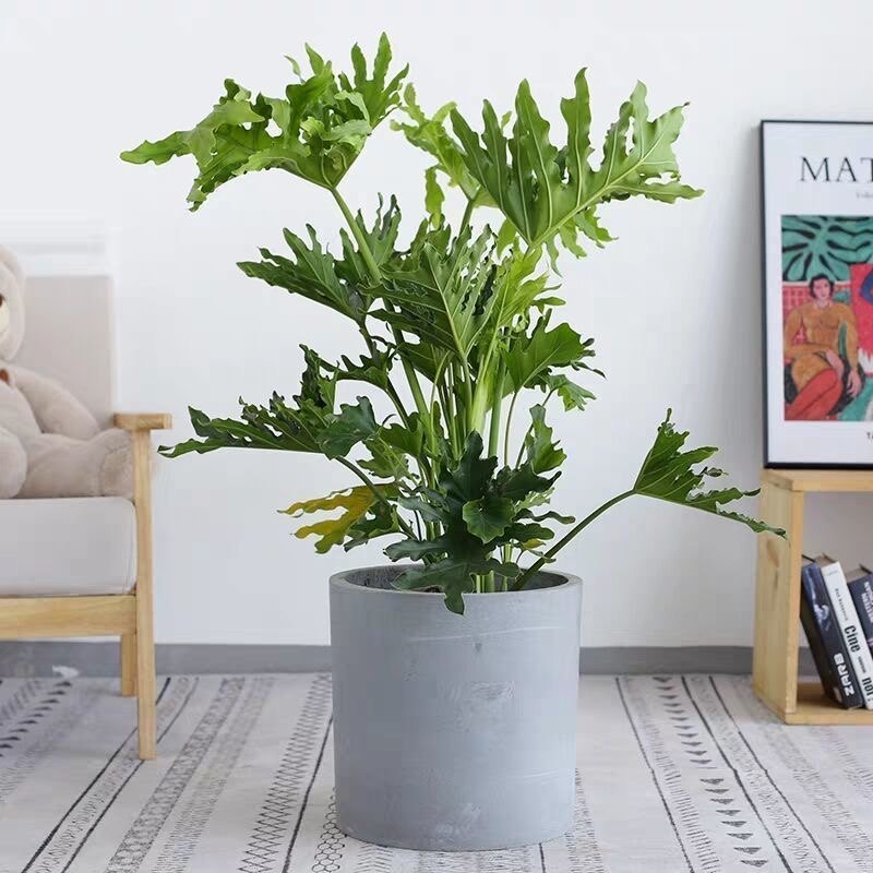 春雨绿植室内耐阴植物大叶网红北欧水培春羽大型绿植