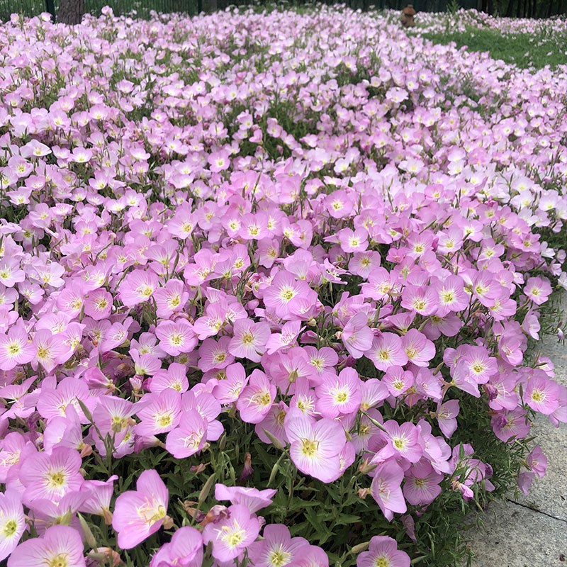 美丽月见草种子粉花黄花夜来香待霄草粉晚樱草宿根