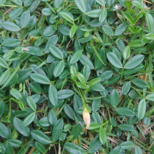 野生癸草苍蝇丁贵草翼草乌蝇一条根草丁乌龙人字养生茶