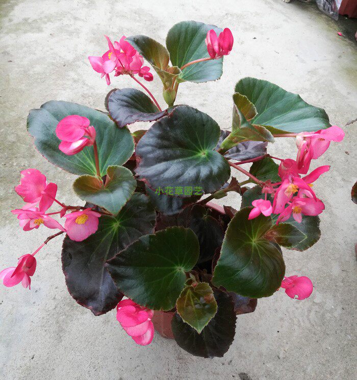 四季大花大叶海棠竹节海棠花盆栽开花不断秋海棠时令草本花卉