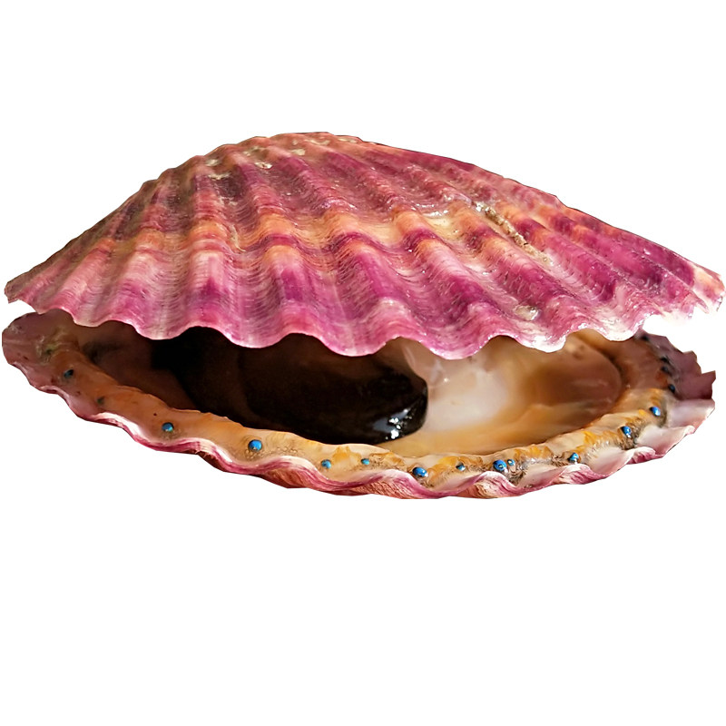 鲜活扇贝鲜贝野生小红红贝干贝大港港湾烧烤海扇贝