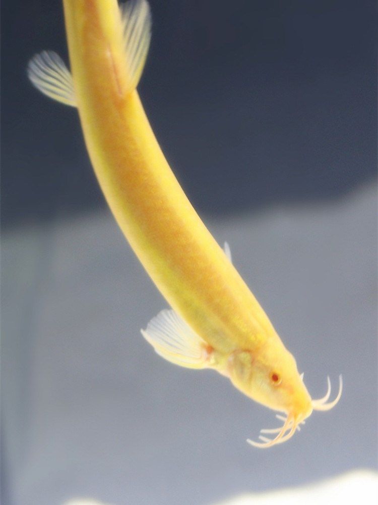 泥鳅黄金垃圾冷水洁鱼鱼清工具鳅小金泥鳅活体鱼