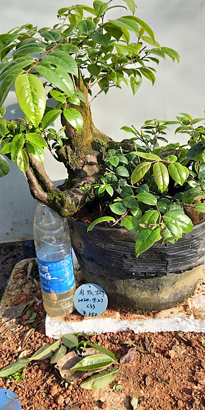 乌饭树桩盆景南烛结果观赏天然黑色素绿植盆栽时令草本花卉