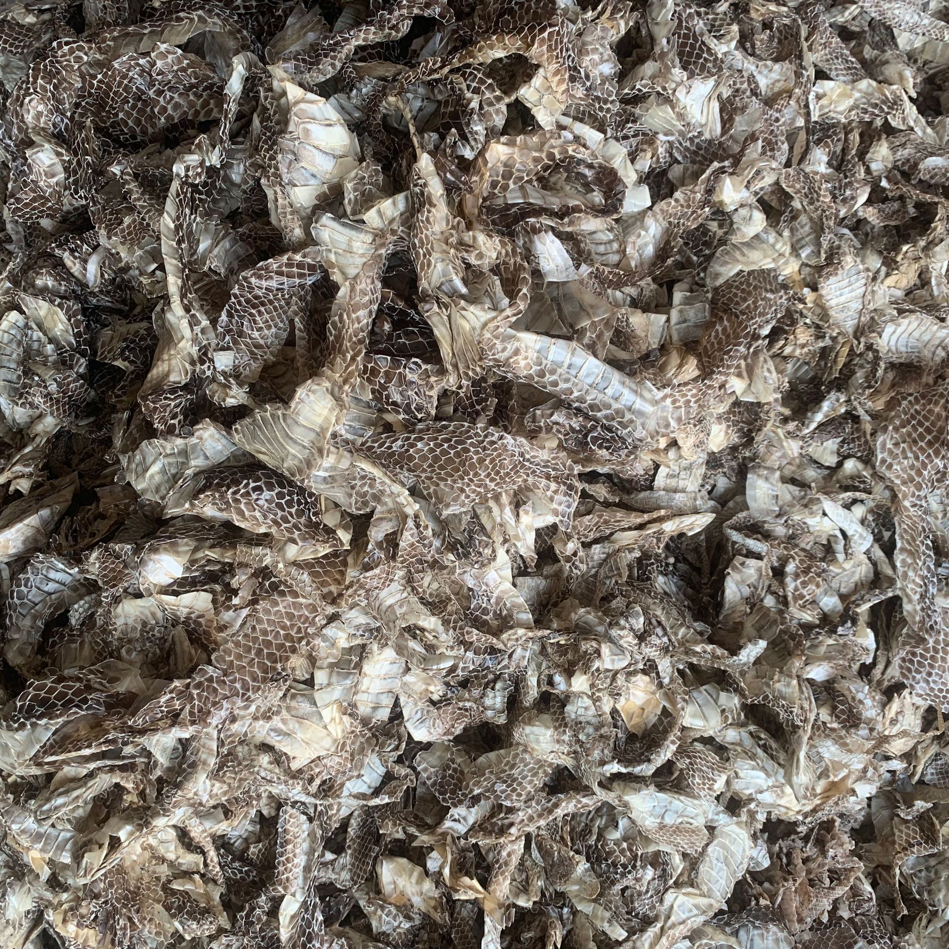 中药材蛇蜕500克蛇蜕皮蛇退龙衣蛇皮长虫青龙蛇壳包其他药食同源食品
