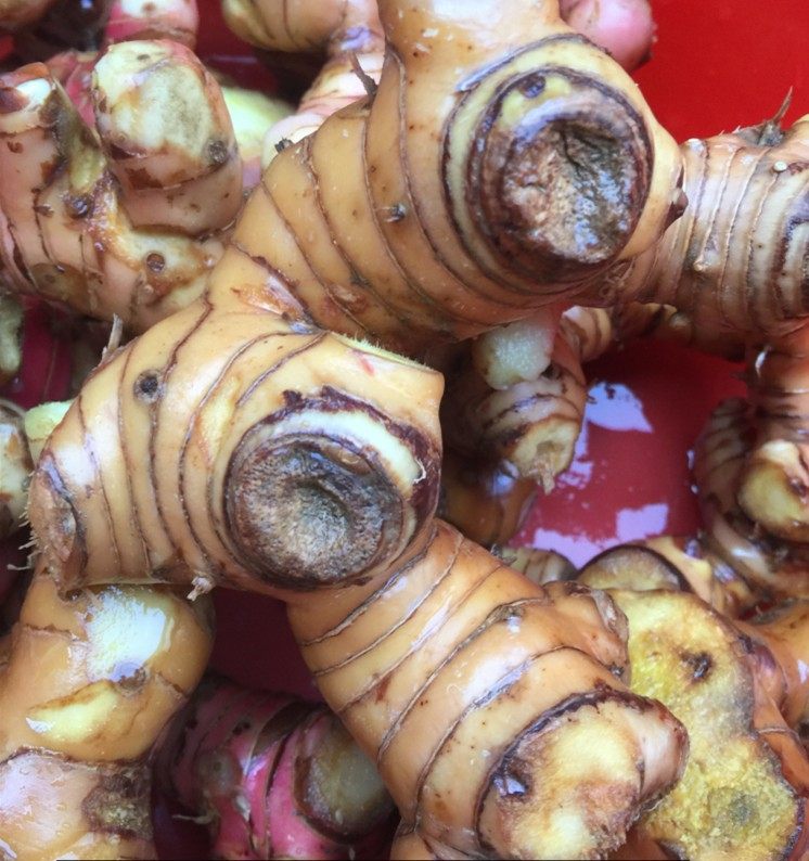 南姜新鲜潮汕潮州老南野生姜头包邮芦苇姜火其它