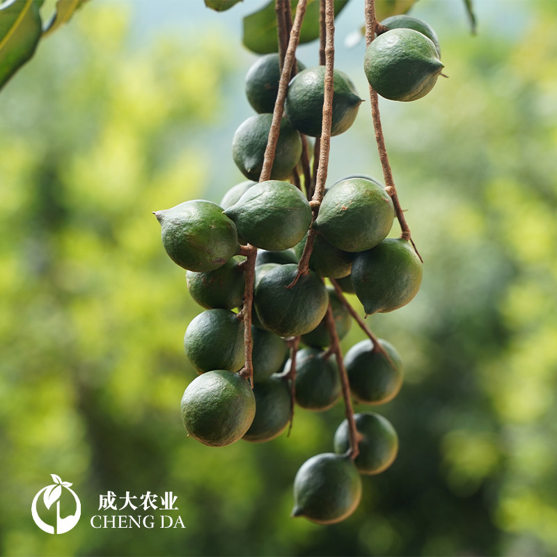 果苗澳洲坚果夏威夷树苗嫁接矮化广西一号庭院果树