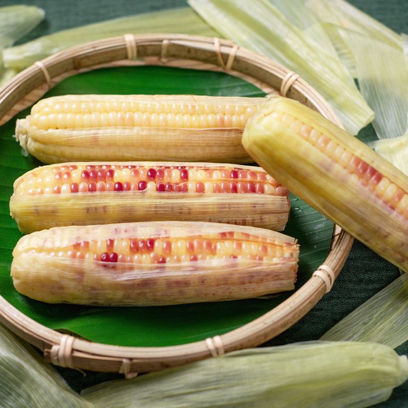 带皮云南西双版纳傣糯甜糯香糯小玉米小包包谷品种玉米