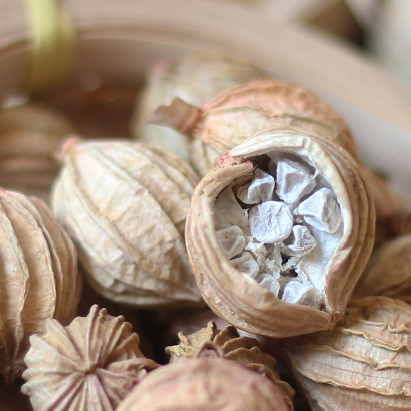 四川砂仁6件任意炖肉卤肉沙仁特产大全调料花椒