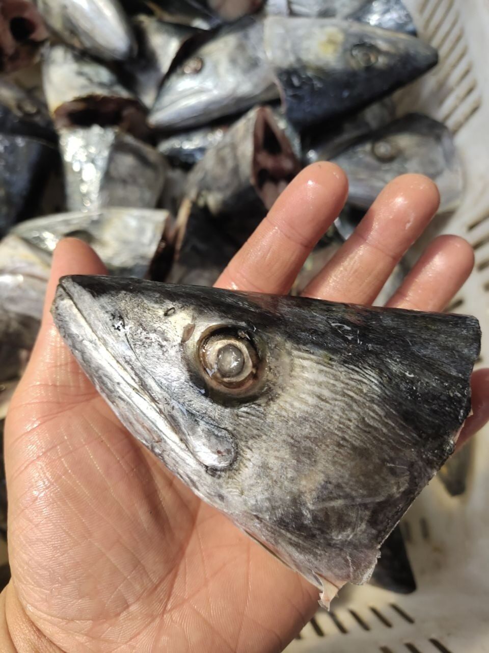 鱼头今年新货4斤发货顺丰包邮新鲜马鲛海鱼马鲛鱼