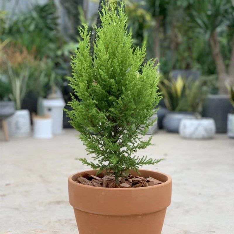 盆栽香松圣诞小松树冠柏有香味耐养办公室盆景四季绿植