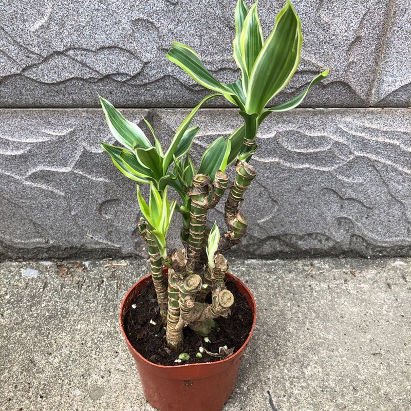 美人巴西景好盆景园艺复古造型植物叶植物茎观绿植