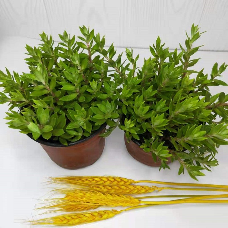 正宗庭院品上新品上绿植网红狗牙瓣观赏垂盆盆栽绿植