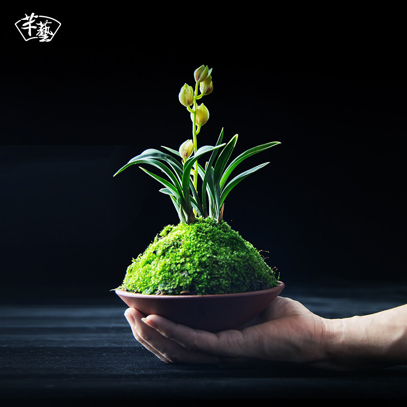 矮种金边掌中宝迷你兰花芊艺室内盆栽桌面摆件时令草本花卉