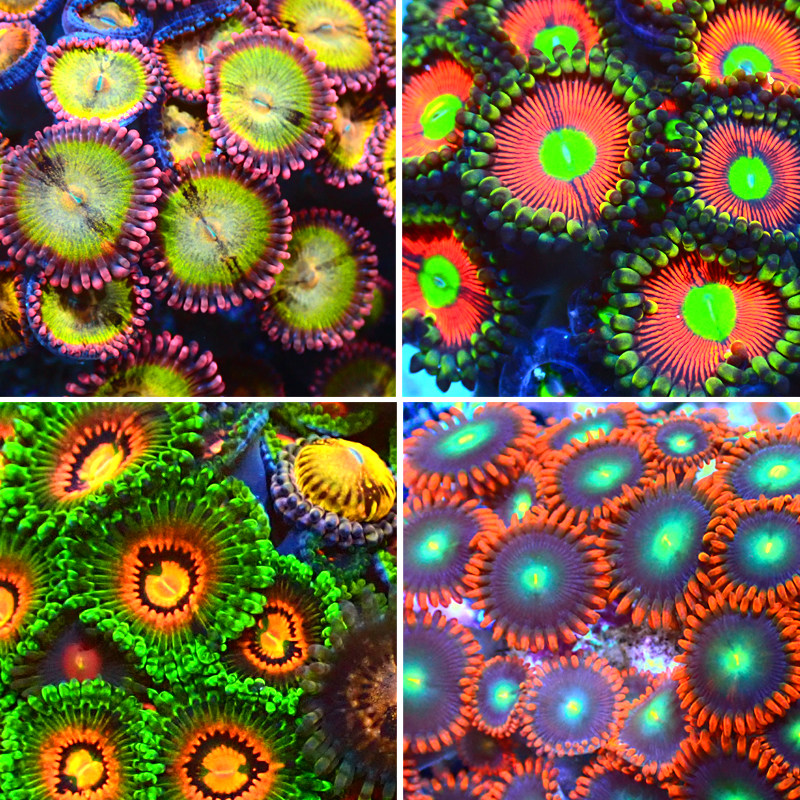三色幻彩纽扣拼盘双色三色水水螅人工繁殖珊瑚其它水族宠物