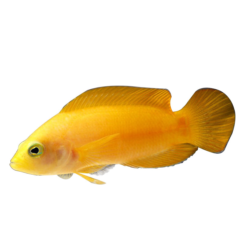 草莓鬼王双色美国忍者黄草莓珍珠紫背其它水族宠物