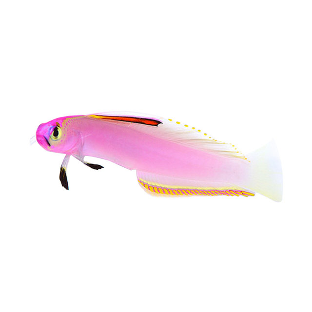 Purple Purple Tahitian fish radar radar Firebird blue discoloration of Yuanyang jet tube gobies live marine fish Purple Purple Tahitian fish radar radar Firebird blue discoloration of Yuanyang jet tube gobies live marine fish