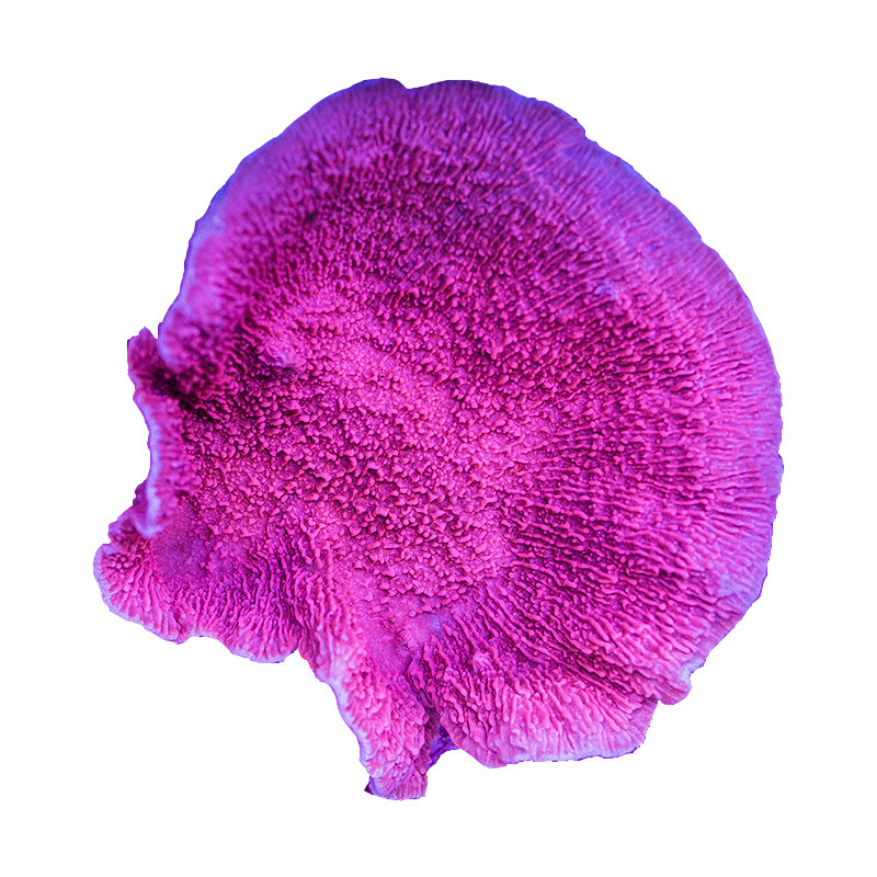 红绿瓦片卷心菜人工繁殖软体珊瑚拼盘rr秘术其它水族宠物