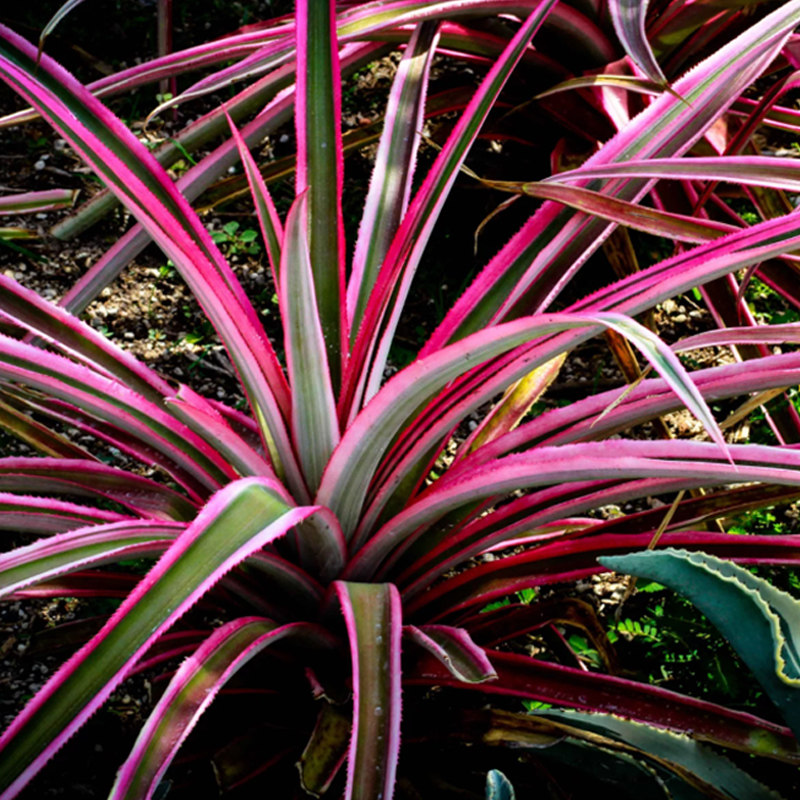 彩虹铁五彩千年木盆栽三色龙血树办公室绿萝吊兰花卉绿植水培植物