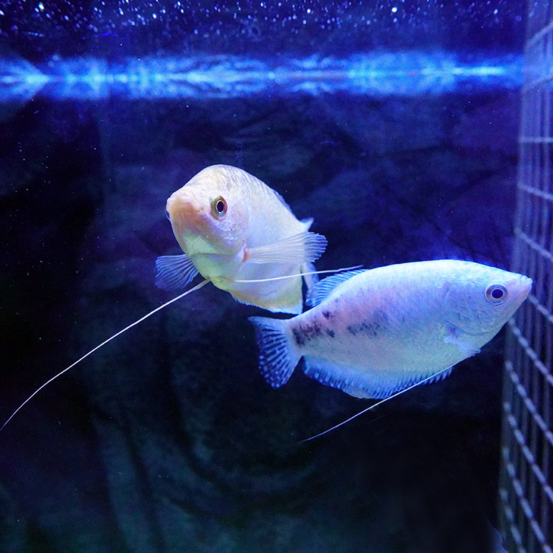 曼龙耐活可养包新手氧气无需淡水小型观赏鱼龙鱼鱼