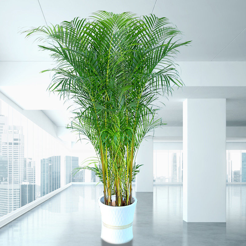 散尾葵大型绿植袖珍椰子客厅室内盆栽花卉盆景防雾霾吸甲醛包邮