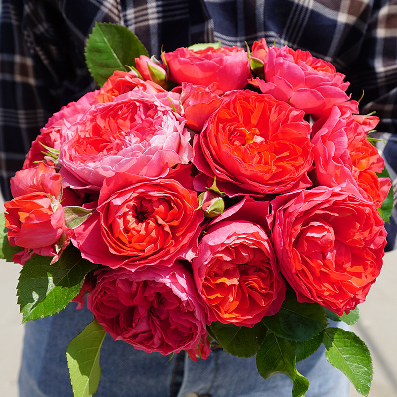 新品香奈儿红色果汁阳台荷兰系列多季开花庭院勤花欧月季玫瑰花苗