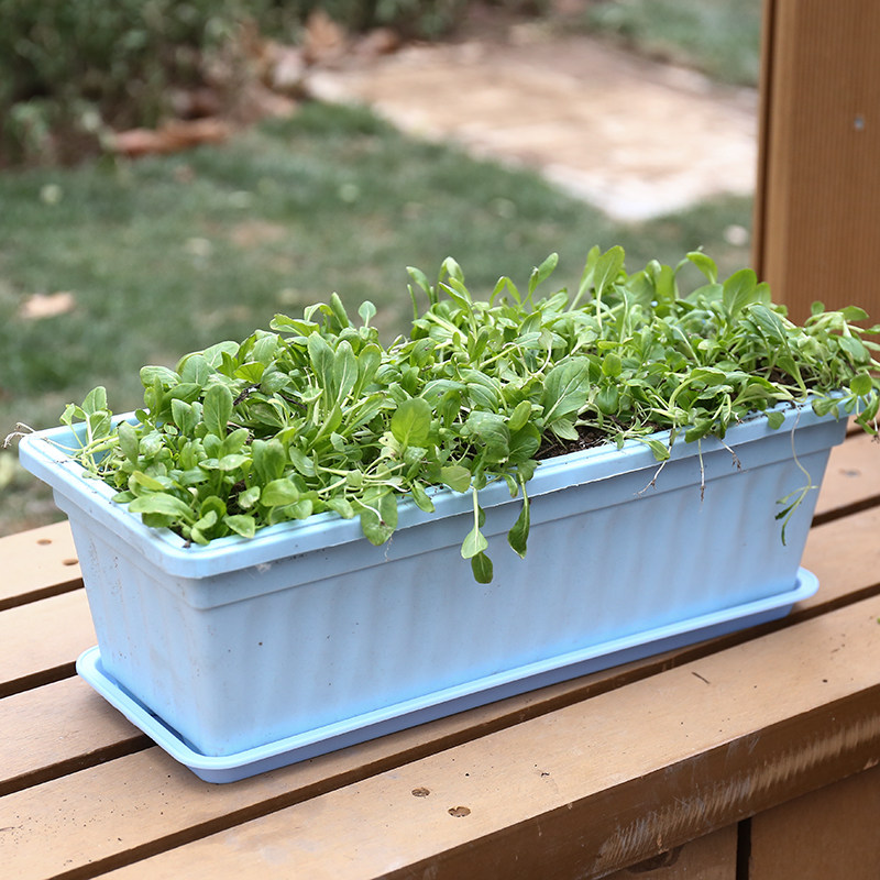 塑料花盆长方形种菜盆阳台室内蔬菜种植花盆加厚大号家庭种菜盆