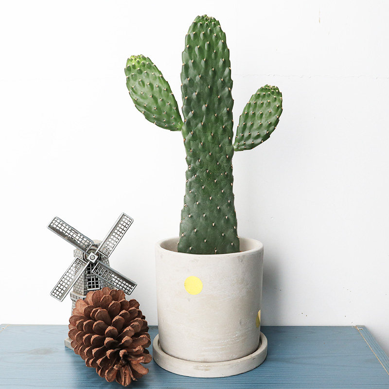 网红ins万岁仙人掌中华室内绿植多肉防辐射无刺多肉植物