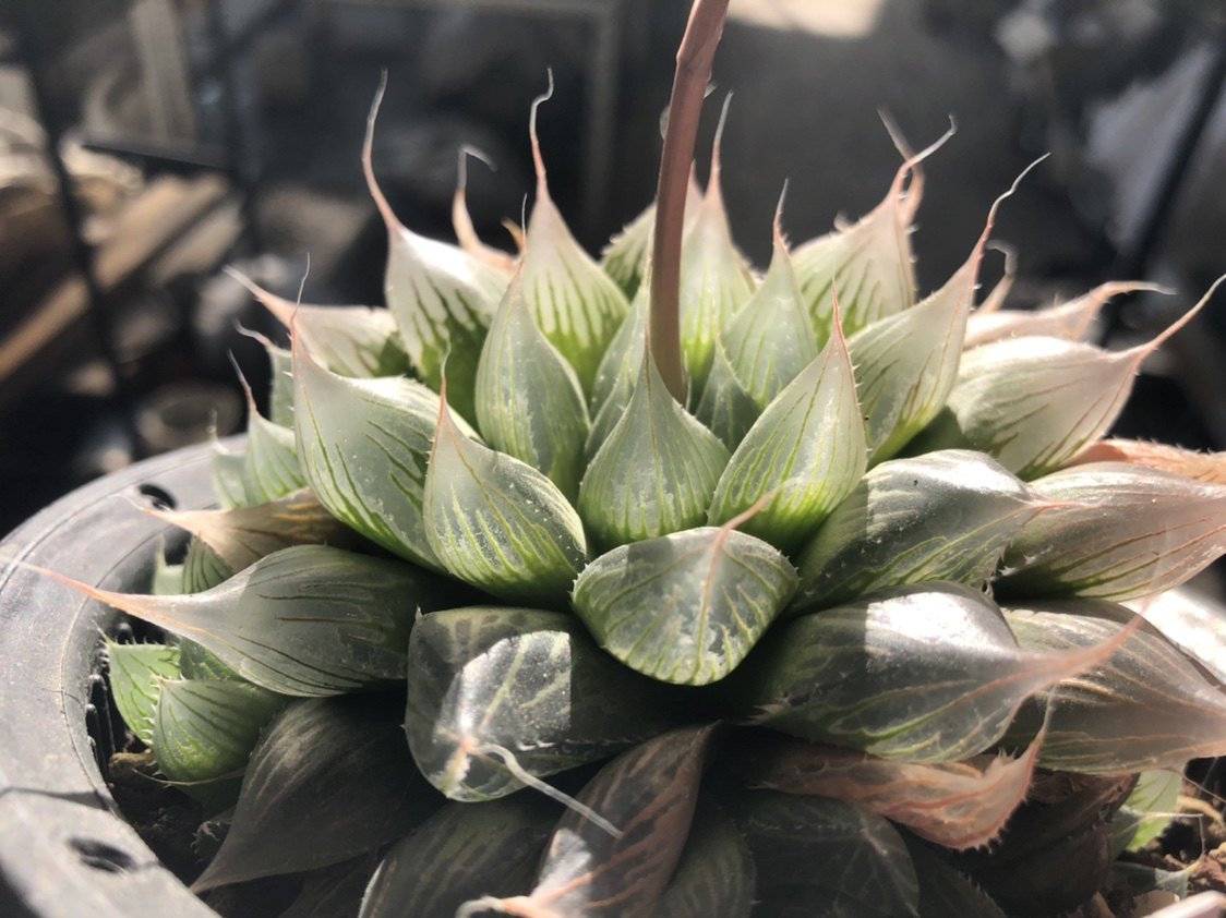 多肉植物原始十二原生针管玉露大型稀有冬季多肉植物