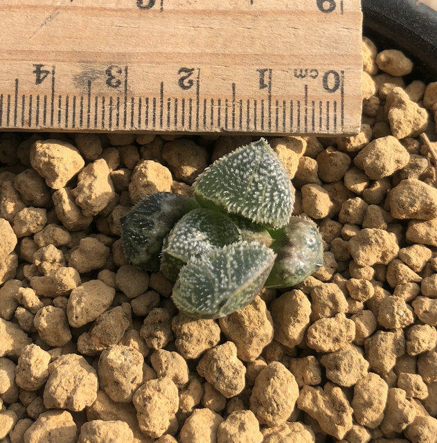 乙姬日本进口多肉植物稀有寿日系多肉十二卷