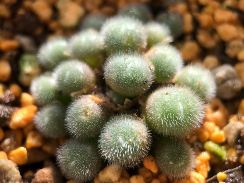 植物史蒂史蒂芬芬尼毛球毛球肉锥多番杏科多肉可爱多多肉植物