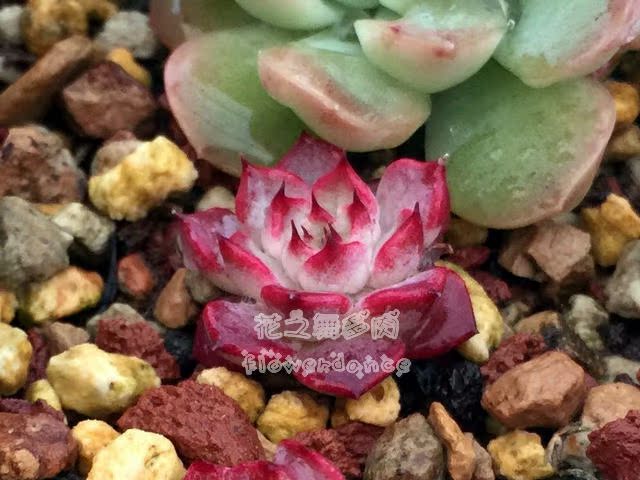 【花之舞】 沙罗姬牡丹日本进口多肉植物紫色室内花卉