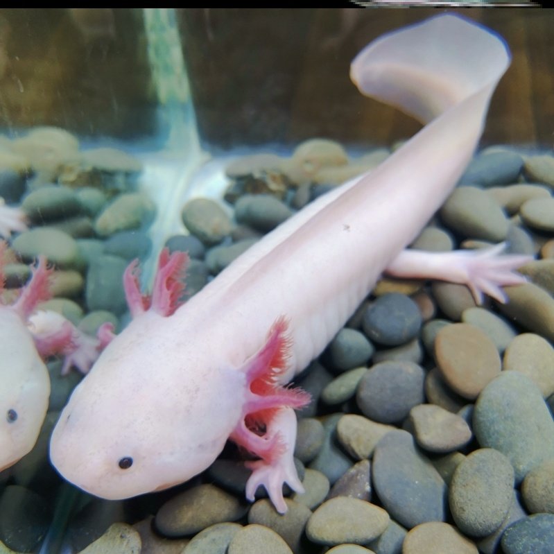 蝾螈六角恐龙鱼霸王大型大号成年体东方稀有最耐养的鱼类包活包损