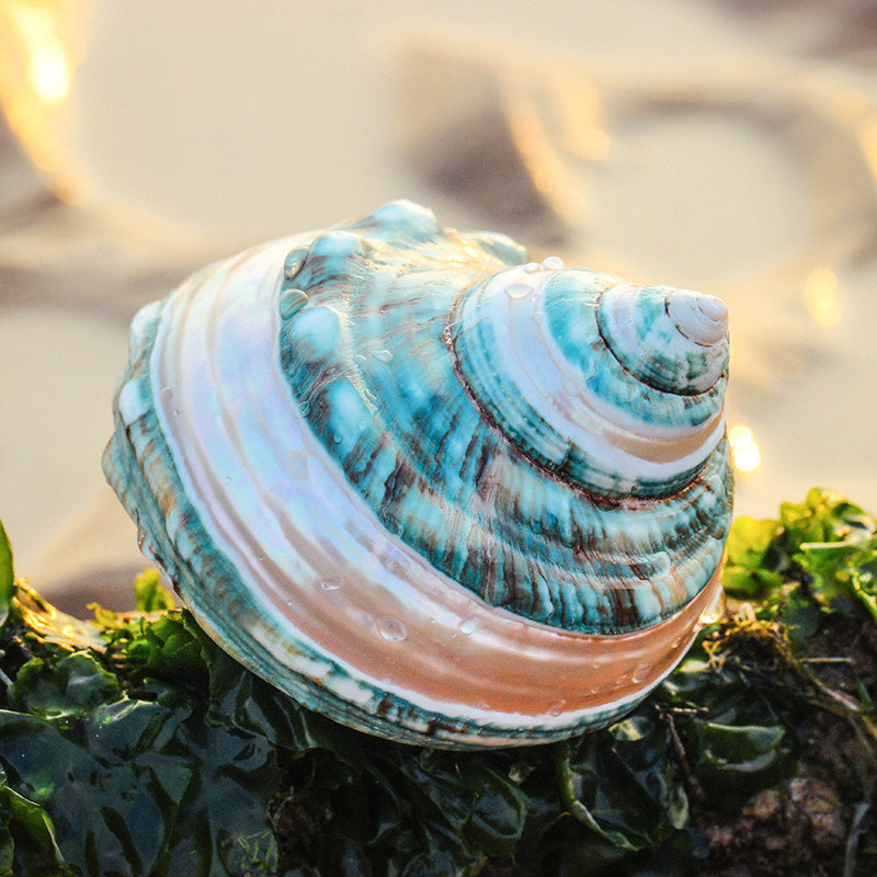天然南非嵘螺超大绿螺海螺贝壳摆件蝾螺寄居海螺