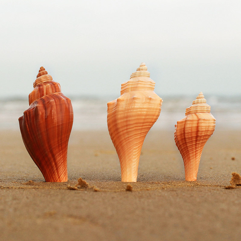 天然小海螺贝壳火炬螺香鱼缸水族造景地台墙饰海螺