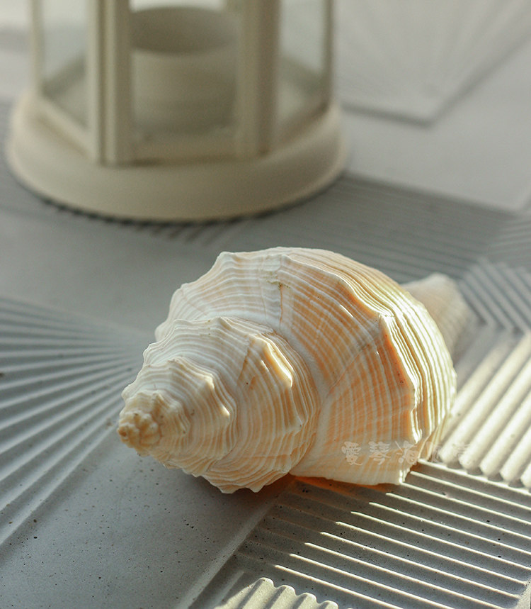 天然长香黄色长号818cm贝壳海螺鱼缸水族箱造景海螺