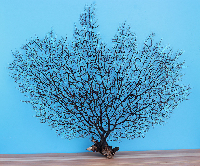 天然大海柳树海铁树珊瑚树枝赤柳海洋鱼缸造景海螺