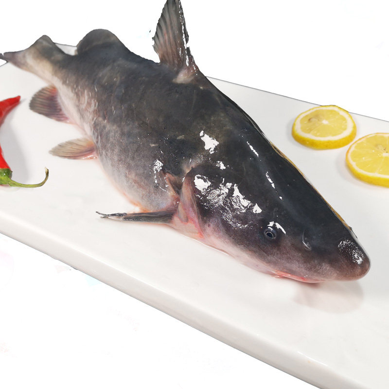 无鳞无刺现杀2斤肥鱼鲜活水团习鱼鮰鱼回鱼淡水鱼类