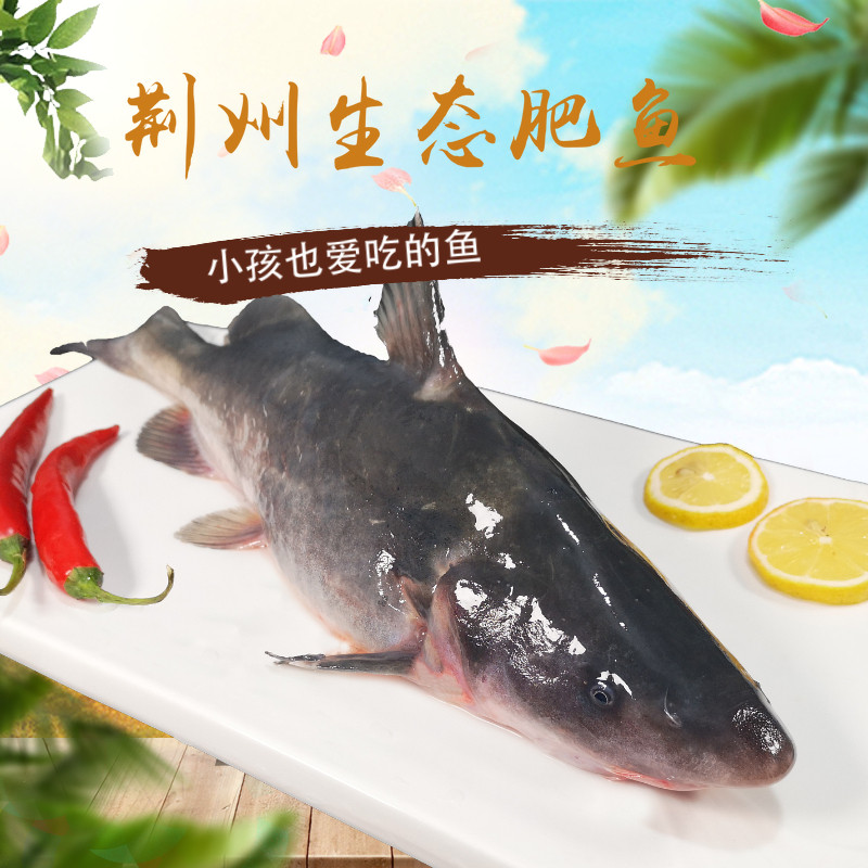 无鳞无刺现杀2斤肥鱼鲜活水团习鱼鮰鱼回鱼鲜鱼无小刺