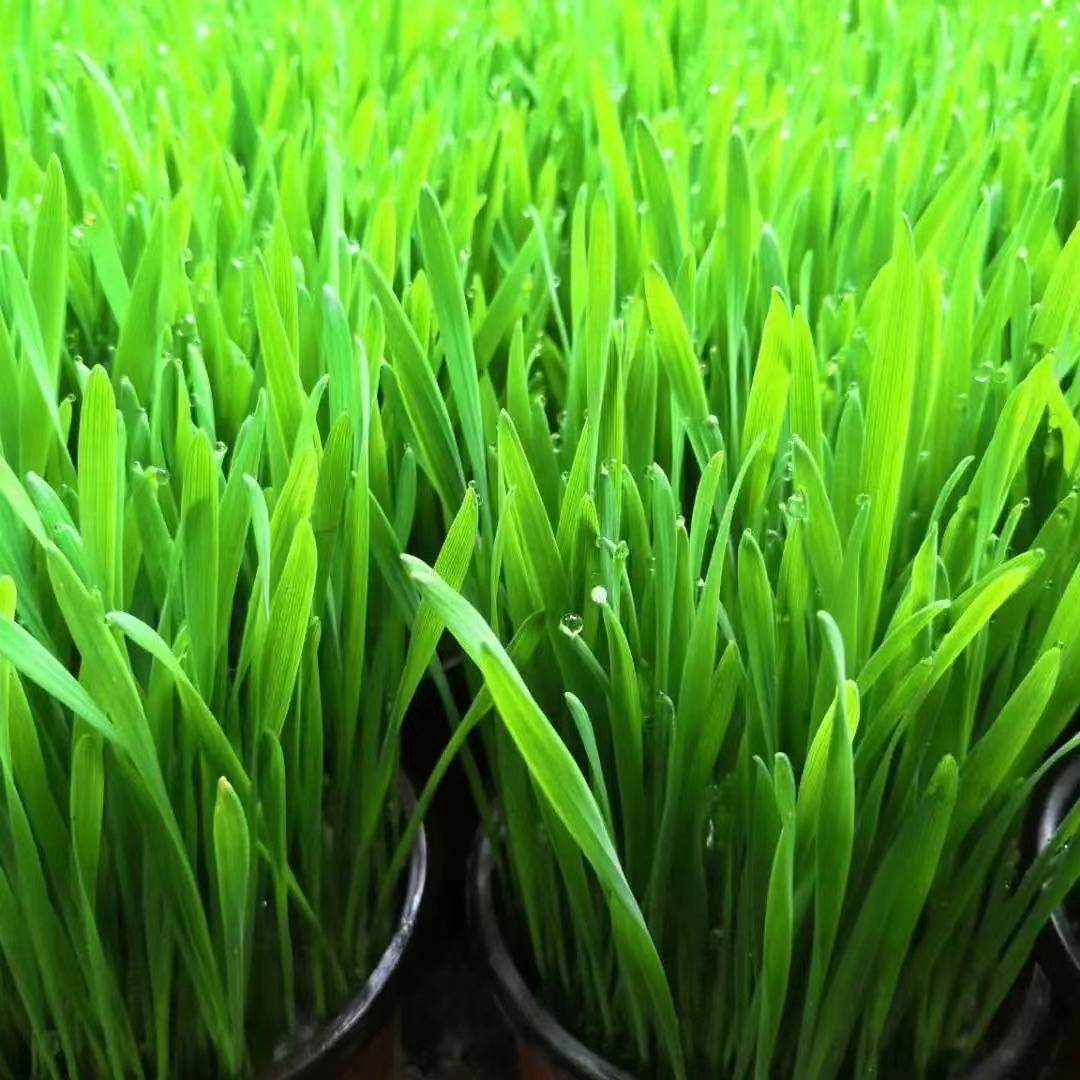 小麦当季草种小麦草糖猫麦芽糖麦芽芽苗菜榨清新小麦育苗盘