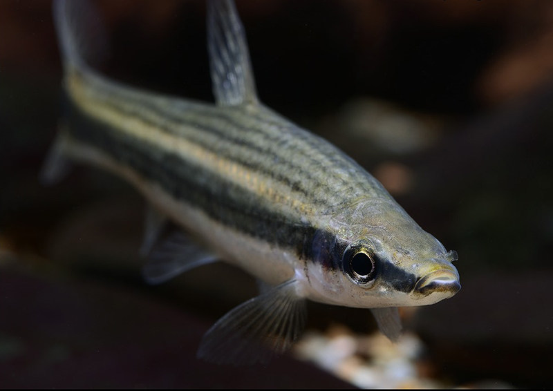 长麦麦穗国产铅笔中上层原生溪流观赏群游一眉鱼