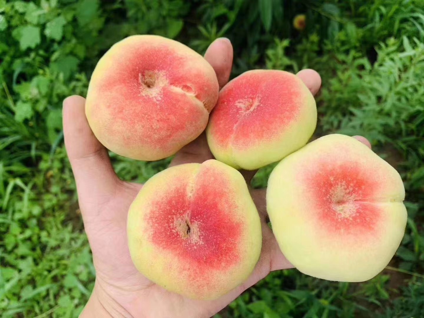 蟠桃肥城扁桃当季现摘水果新鲜桃子孕妇毛蟠桃桃