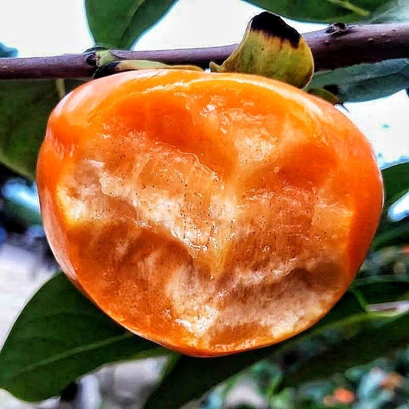 柿子甜脆奶油苹果水果苗树嫁接果树果苗当年百变造型香皂