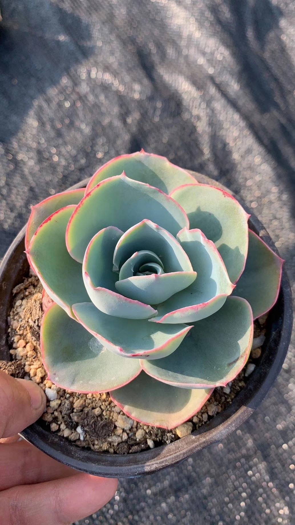 多肉植物达芬奇密码8cm多肉植物
