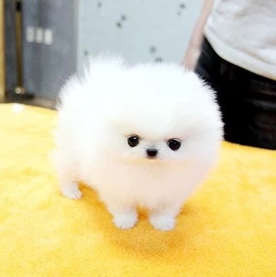 出售纯种博美俊介巴哥柯基幼犬活体茶杯犬吉娃娃拉布拉多宠物狗狗