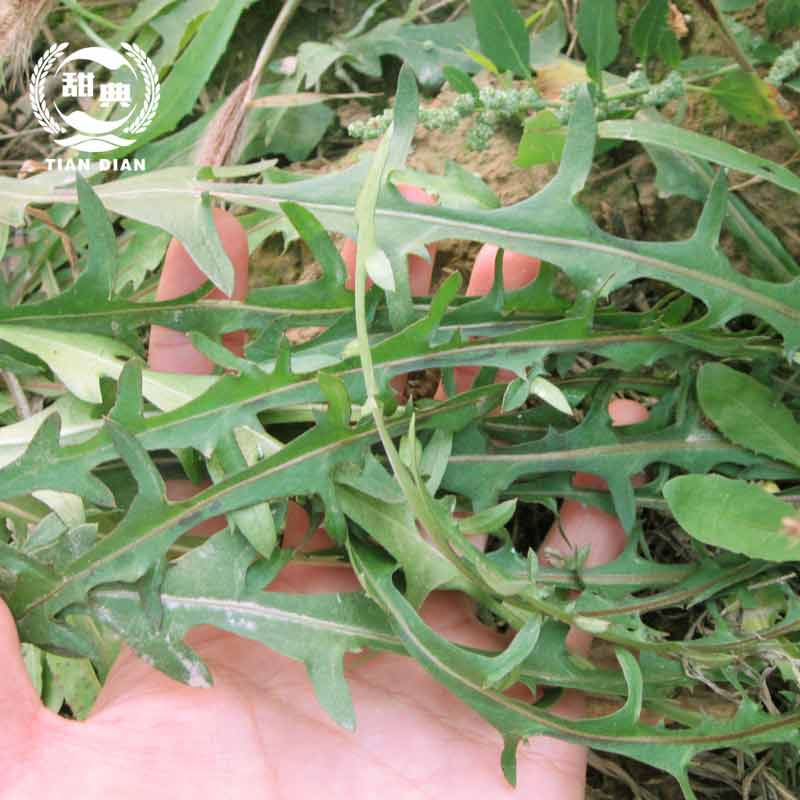 天然野生新鲜蒲公英婆婆丁黄花地丁非叶花茶现摘现发包邮